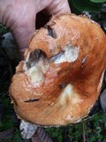 Leccinum manzanitae image
