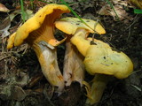 Cantharellus lateritius image