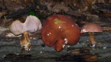 Tylopilus rubrobrunneus image