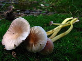 Hygrocybe laeta var. laeta image