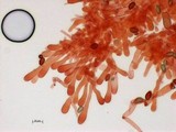 Hebeloma cavipes image