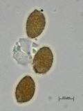 Hebeloma cavipes image