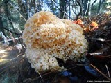 Sparassis crispa image