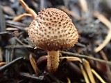 Echinoderma pseudoasperulum image