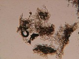 Echinoderma pseudoasperulum image