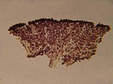 Echinoderma pseudoasperulum image