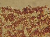 Echinoderma pseudoasperulum image