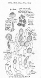 Echinoderma pseudoasperulum image