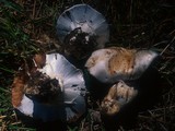 Cortinarius magnivelatus image
