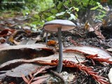 Entoloma parvum image