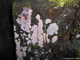 Chondrostereum purpureum image