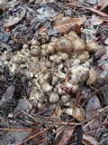 Lyophyllum decastes image