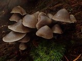 Mycena maculata image