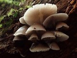 Mycena maculata image