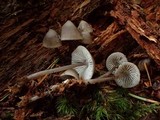 Mycena maculata image