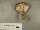 Pluteus petasatus image