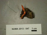 Cordyceps militaris image