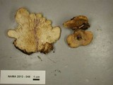 Lentinellus ursinus image