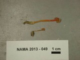 Mycena crocea image