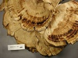Meripilus sumstinei image