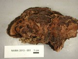 Nigroporus vinosus image