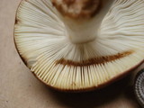 Russula xerampelina image