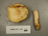 Lactarius maculatipes image