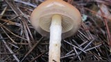 Pholiota velaglutinosa image