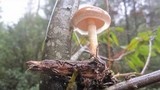 Pholiota velaglutinosa image