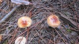 Pholiota velaglutinosa image