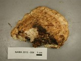 Climacodon pulcherrimus image