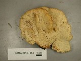 Climacodon pulcherrimus image