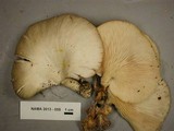 Pleurotus pulmonarius image