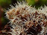 Tilachlidium brachiatum image