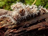 Tilachlidium brachiatum image
