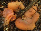 Guepinia helvelloides image