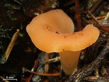 Guepinia helvelloides image