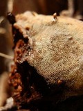 Coriolopsis gallica image