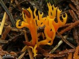 Calocera viscosa image