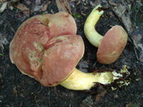 Boletus miniato-olivaceus image