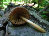 Pluteus longistriatus image