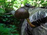 Pluteus longistriatus image