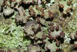 Cladonia pyxidata image