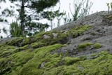 Cladonia pyxidata image