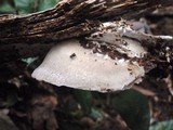 Omphalotus nidiformis image