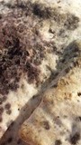 Cerrena unicolor image