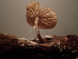 Strobilurus albipilatus image