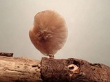 Strobilurus albipilatus image