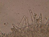 Strobilurus albipilatus image