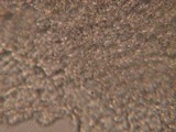 Strobilurus albipilatus image